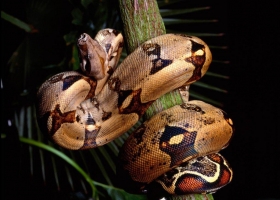 Amazing Set of Snake Wallpaper 2