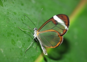 Beautiful Butterfly Wallpapers  3