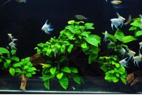 ภาพการจัดตู้ปลาสวยสวย 1