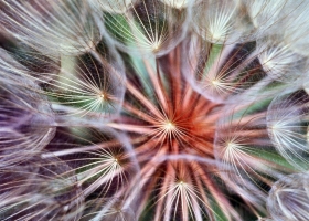 Beautiful Flowers Wallpapers 28