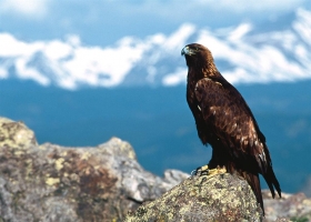 Beautiful Birds Around the World Wallpapers 15