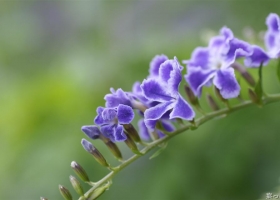 HD Flowers Wallpapers 3