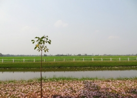 ชมพูพันธุ์ทิพย์ ซากุระเมืองไทย