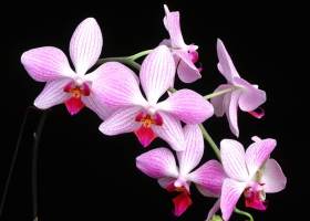 Beautiful Flowers Wallpapers 5