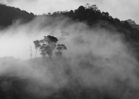 Beautiful Trees Land of Forest  Wallpapers 2