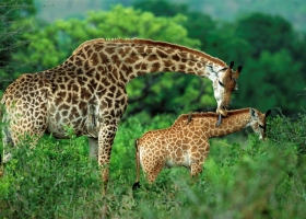 Really Amazing Animals Wallpapers 2