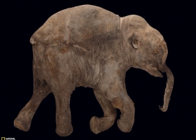 National Geographic Wallpapers Collection 2009 -11