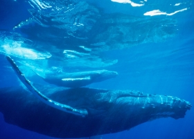 Deep Blue Sea Wallpapers 4