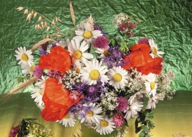 Beautiful Flowers Wallpapers 32