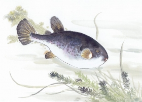 ภาพวาดภู่กันจีน สวยงามมาก ชุด ชีวิตสัตว์น้ำ 2