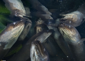 National Geographic Collection WallPapers 49