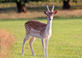 Deer and Some Relatives 1