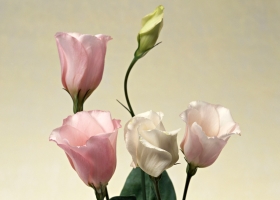 Beautiful Flowers Wallpapers 24