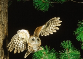 Amazing Animals Wallpapers 10