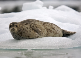 Animals HQ Wallpapers 7