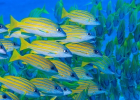 Wallpapers Of Tribal Juju 102