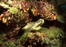 โลกสวยๆ ใต้ท้องทะเล -1-