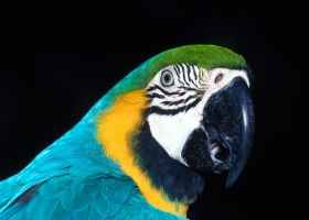 Beautiful Birds Around the World Wallpapers 16