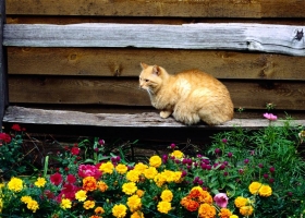 Amazing Animals Wallpapers 8