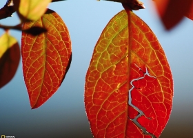 National Geographic  Collection WallPapers  17