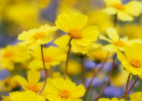 Beautiful Flowers Wallpapers 37