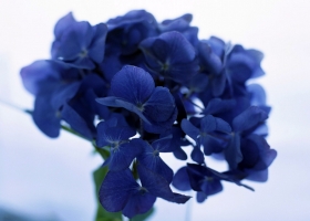 Beautiful Flowers Wallpapers 21