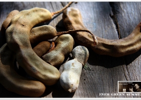 ดอกไม้และใบหญ้า ชุดที่ 3