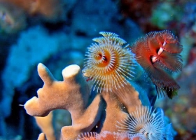 ปะการัง ใต้ท้องทะเลอันสวยงาม