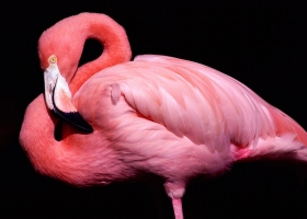 Beautiful Birds Around the World Wallpapers 12