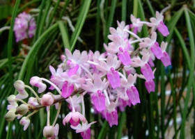 ภาพกล้วยไม้ในไทย