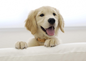 Cute Dogs HD Wallpapers Collection 2
