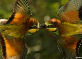 National Geographic Wallpapers Collection 2008 -1