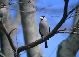 Beautiful Birds Around the World Wallpapers 8