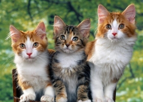 Cute Cats Wallpapers  4