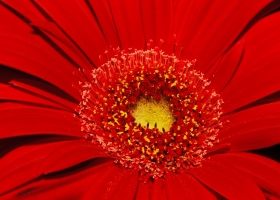 Beautiful Flowers Wallpapers 1