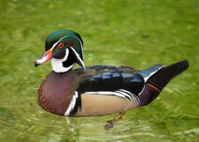 Beautiful Birds Around the World Wallpapers 14