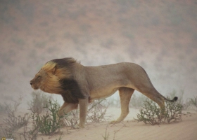 Beautiful Desert Wallpapers  3