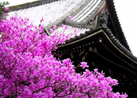 ยามเมื่อดอกซากุระบาน