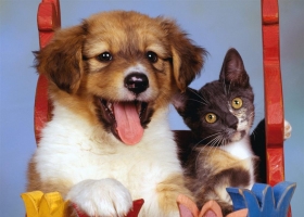 Cute Dogs HD Wallpapers 2