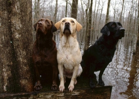 Amazing Animals   Wallpapers 19