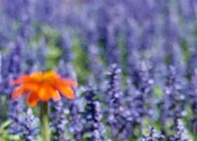 Beautiful Flowers Wallpapers 49