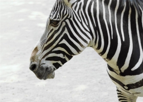 HD Animals Wallpapers 3