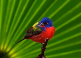 Animals HQ Wallpapers 4