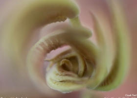 National Geographic Wallpapers Collection 2008 -5