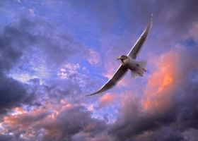 Beautiful Birds Around the World Wallpapers 4