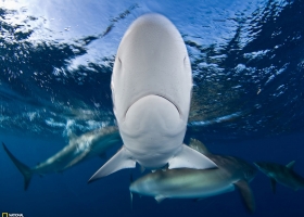 National Geographic  Collection WallPapers  22