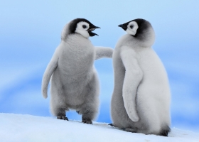 Really Amazing Animals Wallpapers 1