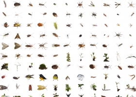 National Geographic Collection WallPapers  52