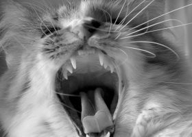 Cute Cats Wallpapers  1