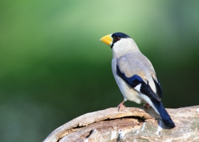 Beautiful Birds Around the World Wallpapers 11